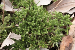 Selaginella wightii